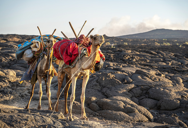 Camels walking through the harsh desert terrain of the Danakil Depression