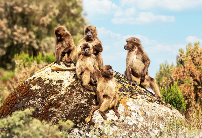 Egyptian travelers can encounter rare and endemic wildlife in dramatic settings in Ethiopia