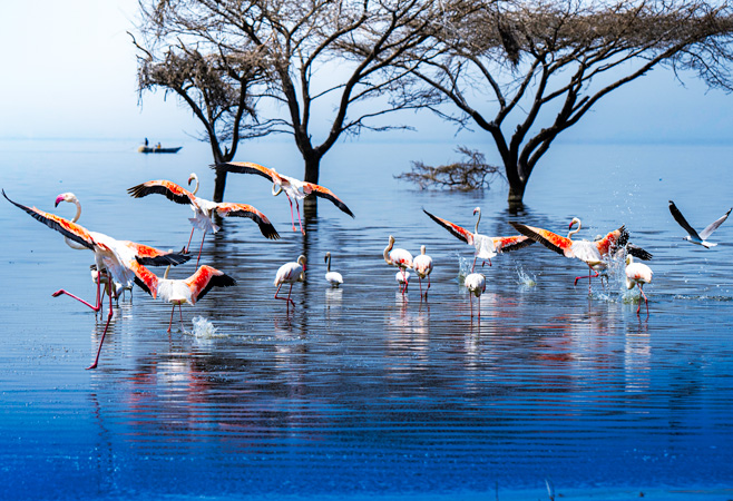 Discover Ethiopia's natural wonders and diverse fauna, a highlight for travelers from Egypt.