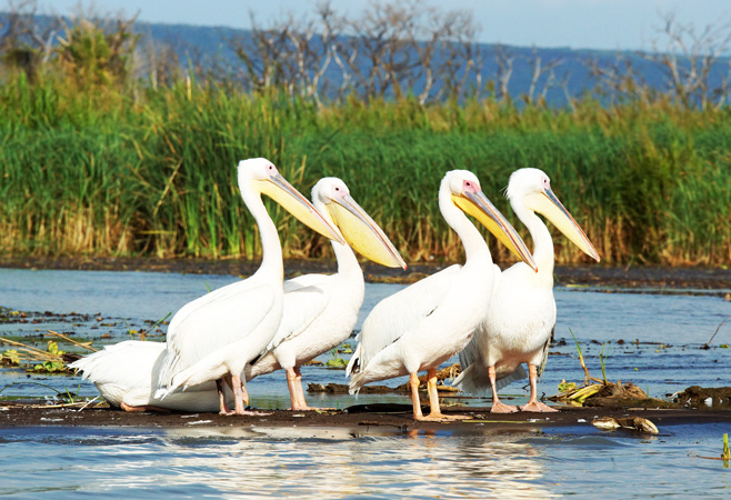 Seeing wildlife near Lakes Abaya and Chamo.