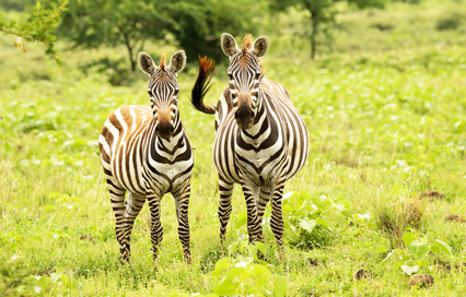 Nechisar National Park Travel Guide for First-Time Visitors