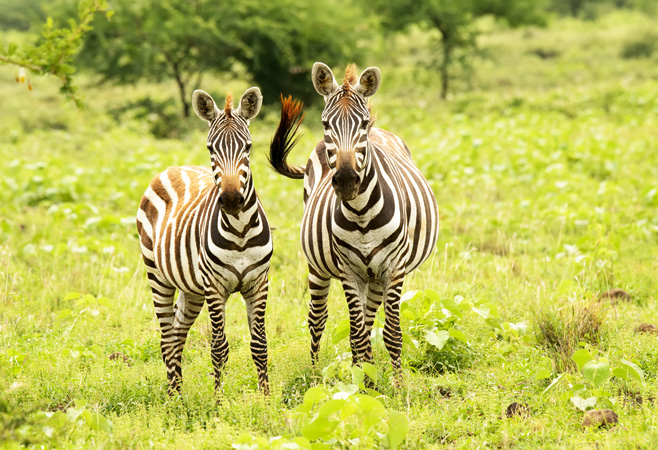 Nechisar National Park in Ethiopia is a popular destination for nature lovers and safari travelers.