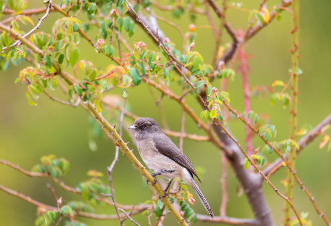 Abyssinian slaty flycatcher (Melaenornis chocolatinus), known as Abyssinian flycatcher, endemic bird species in family Muscicapidae, Debre Libanos, Oromia Region