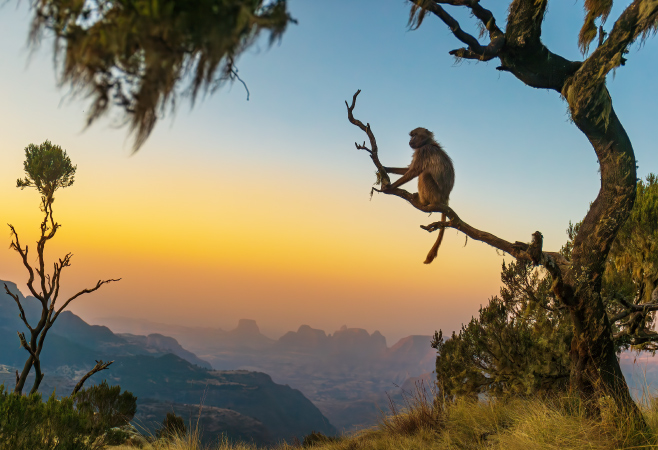 The Ethiopian Highlands are home to endemic wildlife like the gelada baboon.